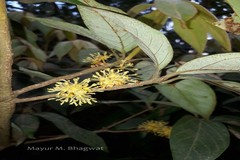 Actinodaphne hookeri